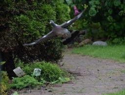 Silvia - Building a home